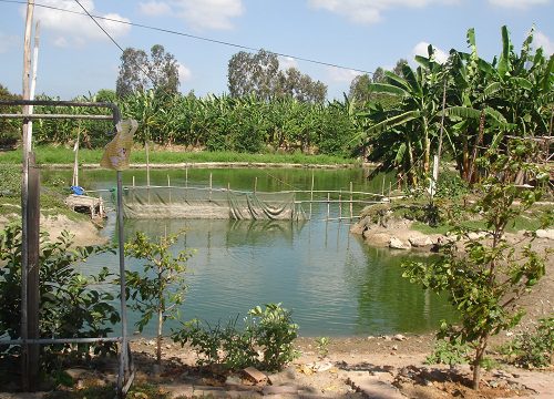 Xác định diện tích đất ở đối với trường hợp có vườn, ao